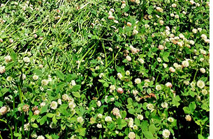Balansal Clover