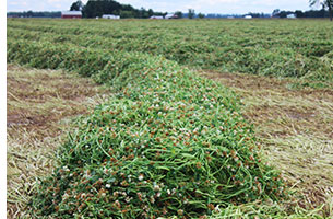 Balansal Clover