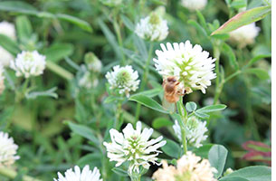 Berseem Clover