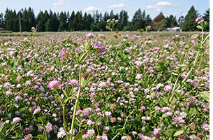 Persian Clover