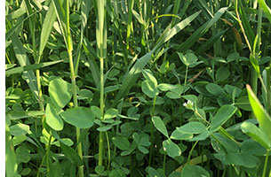 Persian Clover